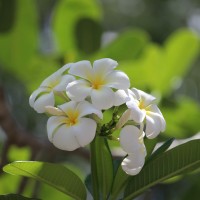 <i>Plumeria obtusa</i>  L.